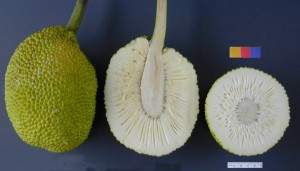 Breadfruit (Wikipedia)