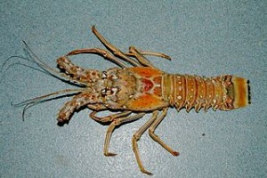 Caribbean lobster (Wikipedia)