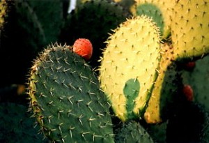 Nopal cactus (Wikipedia)