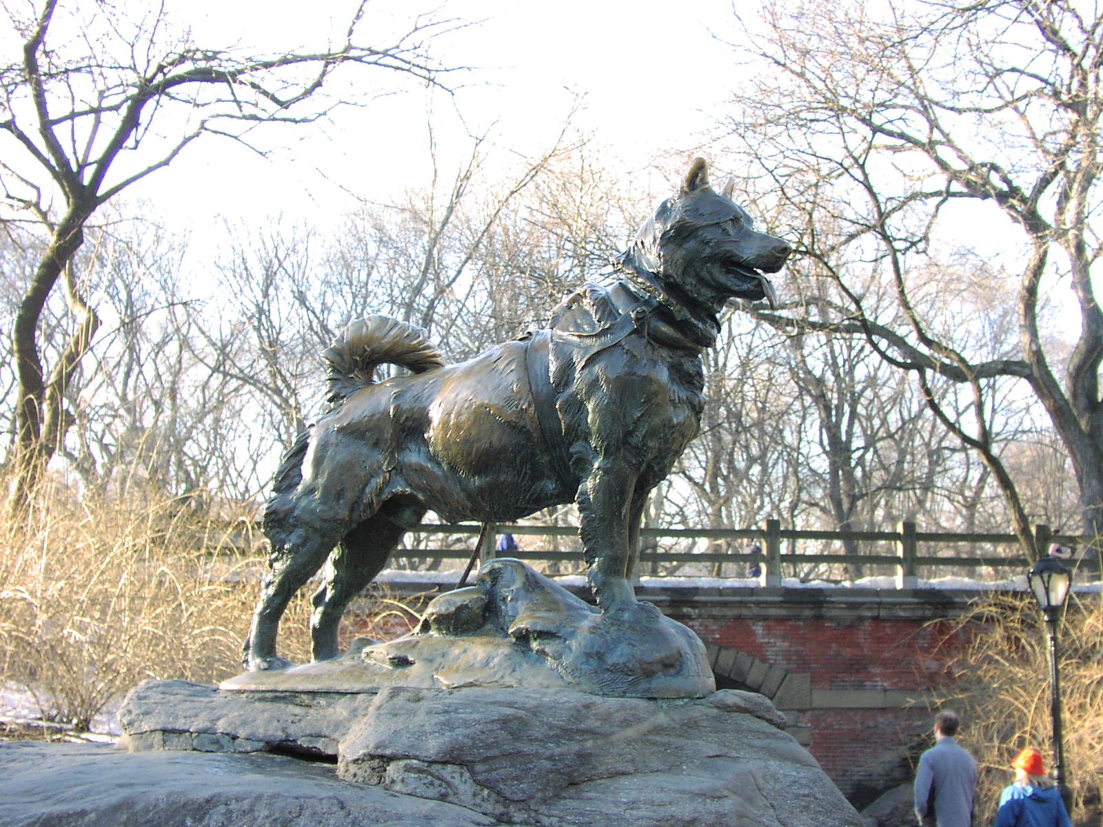 sled dog in central park
